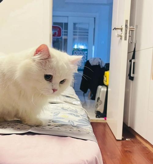 如何让宠物小猫不再抓窗帘（10种有效的方法让小猫远离窗帘）