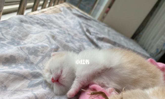 为宠物健康，先疫苗还是先驱虫（小猫护理的一些基本常识和应注意的问题）