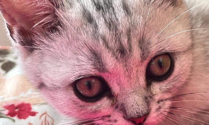 清理小猫眼屎干方法（让你的宠物拥有清澈的眼睛）