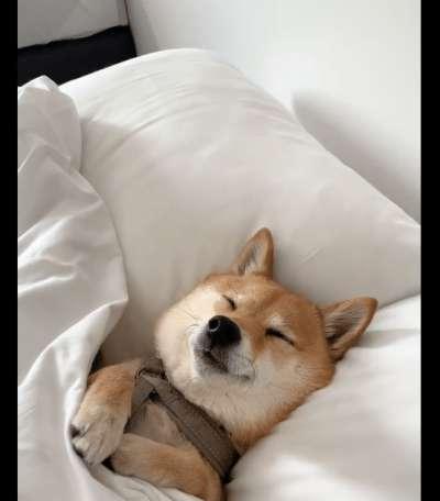 小猫的睡眠秘密（揭秘宠物小猫的睡眠心理）