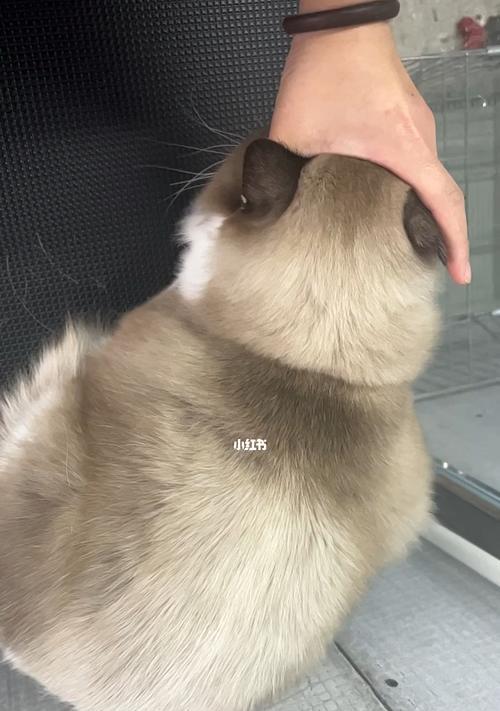 小猫突然要拉了，主人需要注意什么（宠物拉肚子的原因及处理方法）