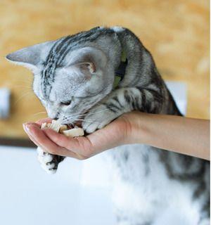 小猫吃猫粮的正确方法