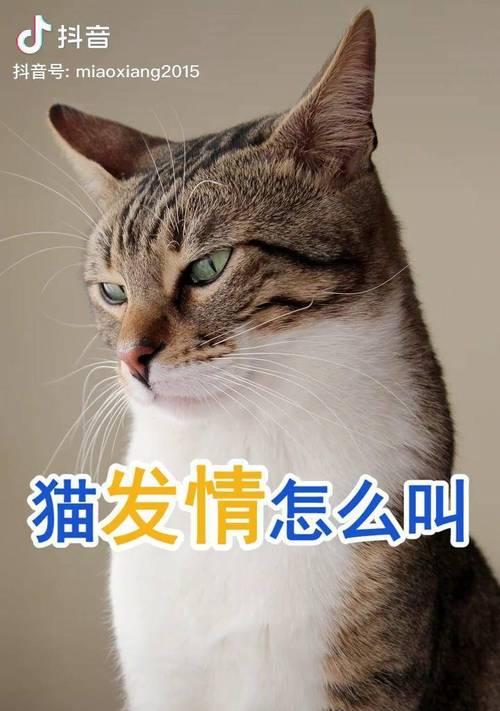 小猫频繁发情的症状及解决方法（了解小猫发情症状）