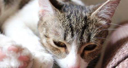 小猫频繁摇头的病因和治疗方法（宠物疾病诊断与治疗）