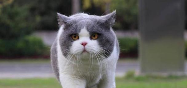 小猫为什么会抓东西（探秘猫咪本能行为及其原因）