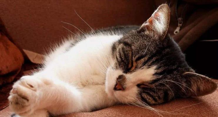 猫咪肠胃炎——如何识别和治疗（以宠物为主）