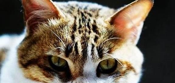 治愈发烧猫咪的秘诀（不吃药也能让猫咪康复）