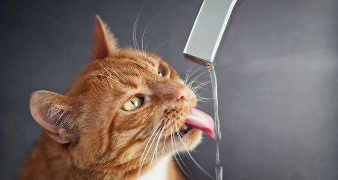 猫咪喝水吐黄水的原因与应对之策（宠物健康从喝水开始）