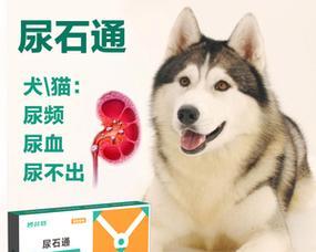 治疗猫咪结石尿频的药物推荐（了解猫咪结石尿频症状及治疗方案）