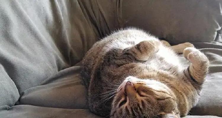 猫咪绝食（从宠物心理和健康两方面解析猫咪绝食的原因及处理方法）