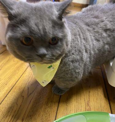 宠物猫咪的牛肉饮食（每日摄入量）