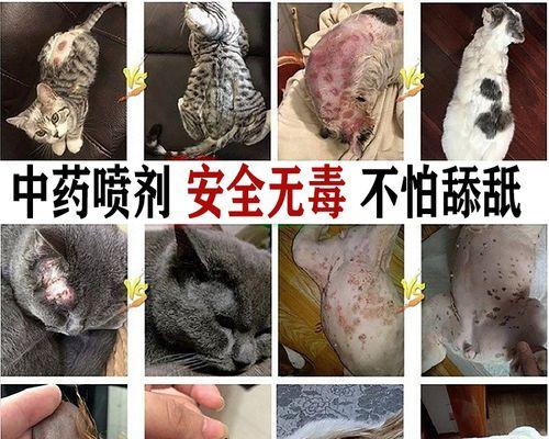 如何治疗严重的猫咪皮肤病（教你一步步护理宠物）