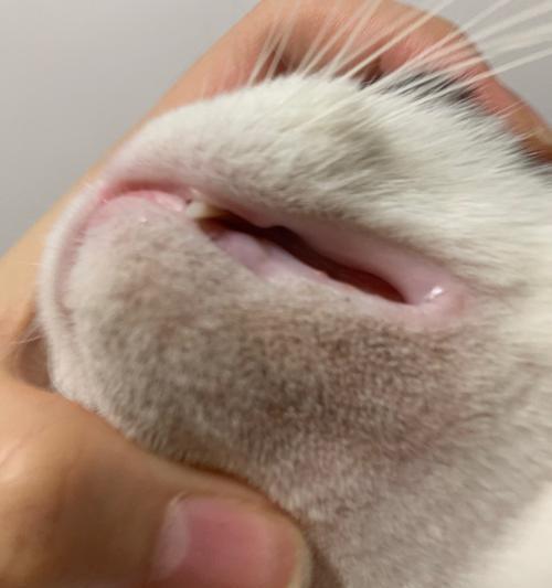 猫咪舔到百多邦该怎么办（从宠物健康到环境保护）