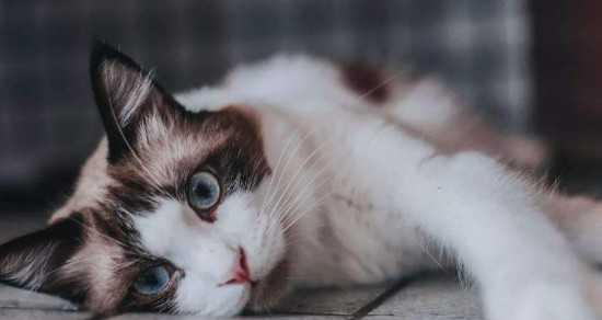 猫咪维生素C中毒的症状及预防方法（宠物猫如何正确补充维生素C）