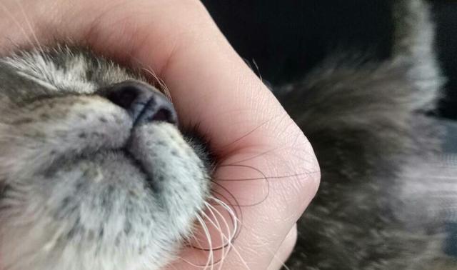 猫咪下巴的毛长不出来（探究猫咪下巴毛发生长的原因及注意事项）