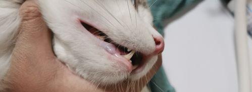猫咪掉牙怎么办（宠物猫牙齿落下后怎么办）