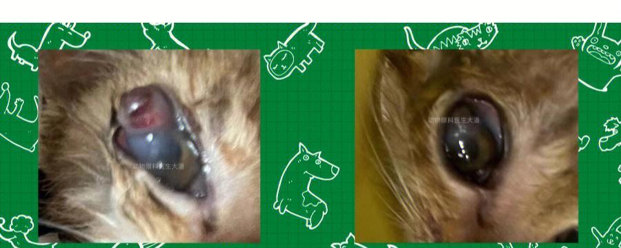 如何治疗猫咪眼睛充血（宠物爱好者必备的救命小技巧/猫咪眼睛充血的原因及解决方法）