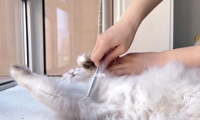 揭秘猫咪大腿根内侧肥大的原因（深入探究猫咪肥胖症状与治疗方法）