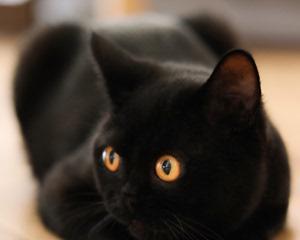 猫咪口周黑色结痂解决方法（宠物猫咪口周黑色结痂原因分析及护理方法）