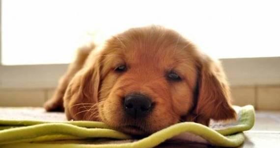 犬瘟狗狗洗澡指南（犬瘟狗狗洗澡时间）
