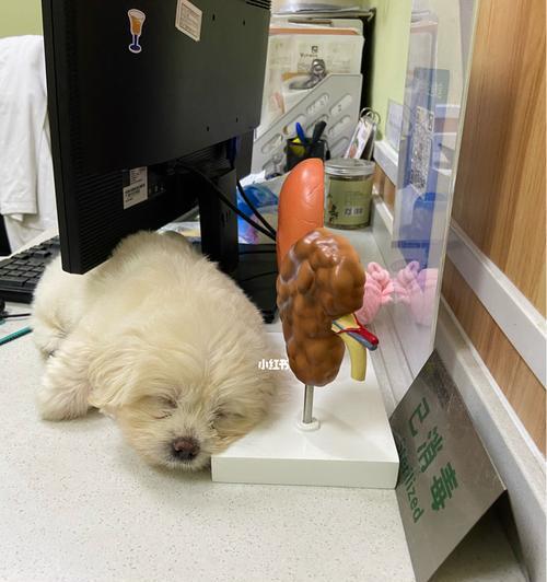 如何让宠物狗暂时睡着（15种食物及技巧让你的狗狗安然入睡）