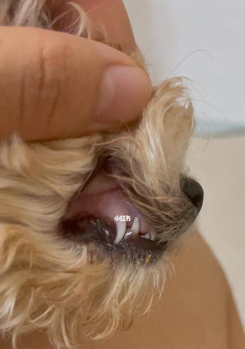 三个月大狗狗贫血，怎么办（宠物主人必读）