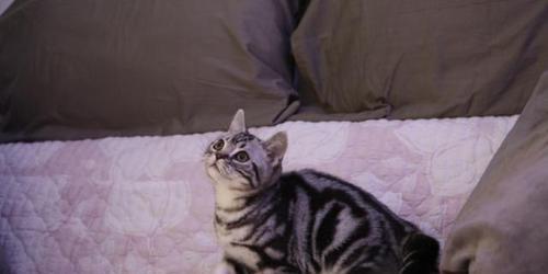 四个月大的猫吃多少合适（掌握正确的喂食量）