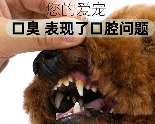 狗狗为什么嘴巴那么臭（探究狗狗口臭的原因及如何预防）