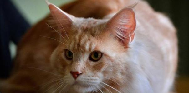 猫咪最舒服的地方（揭秘猫咪最爱的休息点和关键体验）