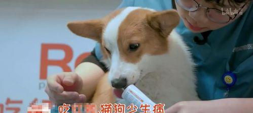 小狗得肝腹水，症状及治疗方法一览（以宠物为主）