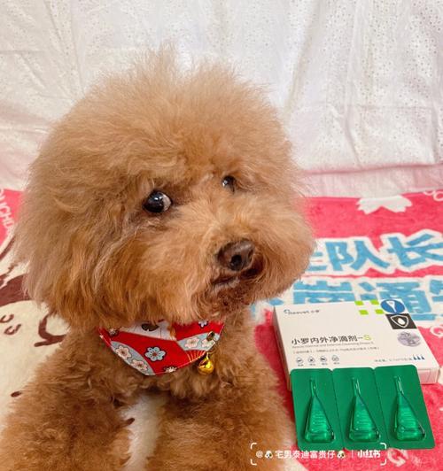 宠物狗打疫苗前，这些驱虫知识一定要了解（小狗体内的寄生虫危害不可小觑）