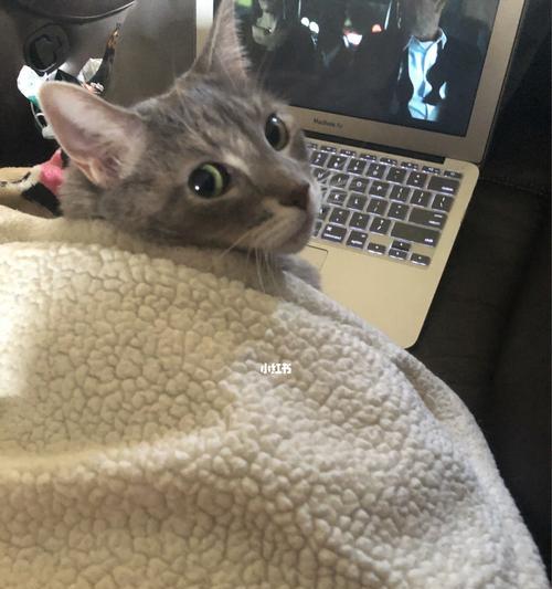 小猫4个月老咬人怎么办（以宠物为主）