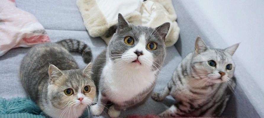 小猫用阿莫西林冲剂的使用方法（以宠物为主）