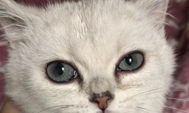 小猫耳朵发热是怎么回事（解析宠物的耳部状况和养护方法）