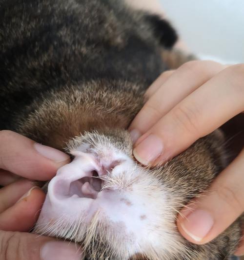 宠物小猫耳朵痒外皮都挠破了，该怎么办（小猫咪瘙痒情况分析）