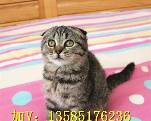 了解苏格兰折耳猫——你的宠物选择（探索1026苏格兰折耳猫的特点和护理）