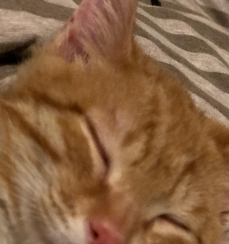 10天内猫咪没死，让你的宠物健康长寿（如何护理你的猫咪）