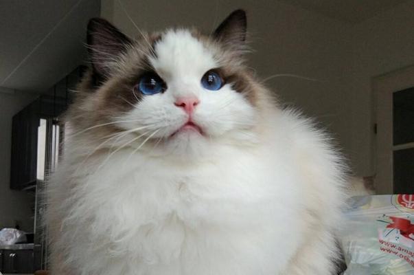 1100元左右的布偶猫养护指南（以宠物为主）