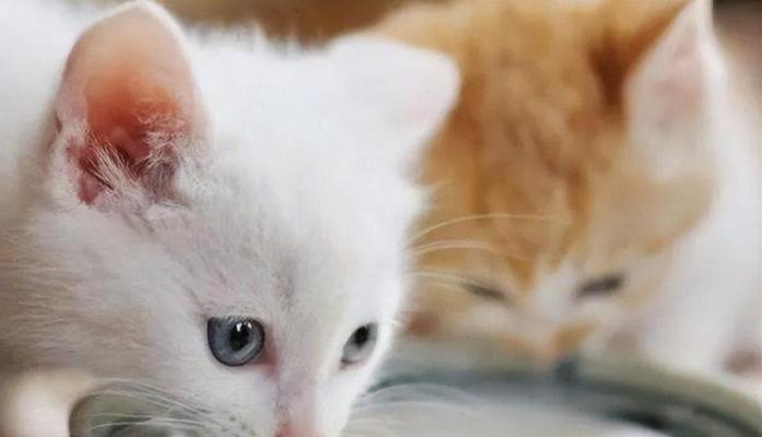 小猫16天可喝羊奶吗（了解小猫喂养的注意事项）
