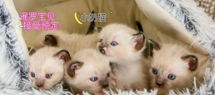 宠物喝奶的正确方法（掌握小猫每日奶量）