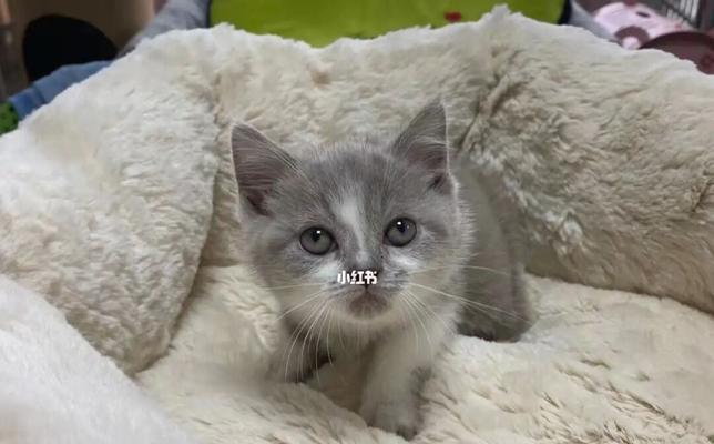 如何养护一个月大的小猫猫（宠爱你的小猫猫）