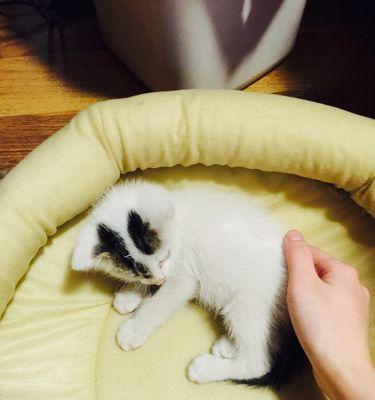 小猫有虫子怎么办（宠物健康的必要性及解决方法）