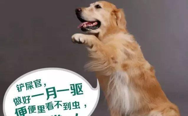 如何科学合理地给宠物犬使用打虫药（1年小狗必须用药）