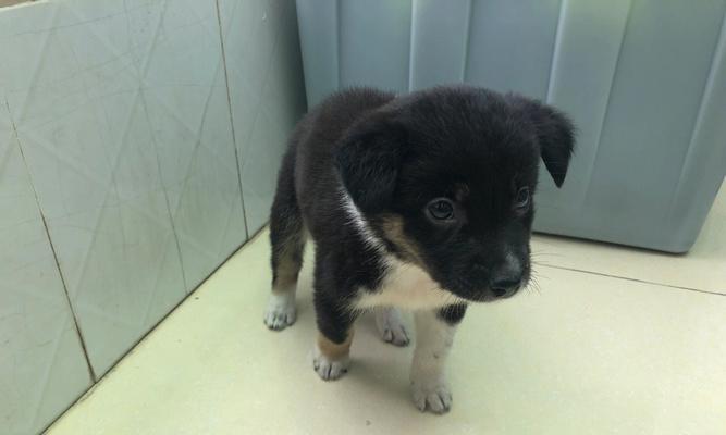 2个半月小狗的全方位养护（从宠物犬的食）