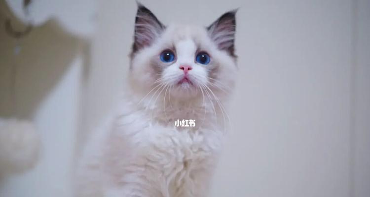 2个月布偶猫的体重增长情况（探究布偶猫成长过程中的体重变化）