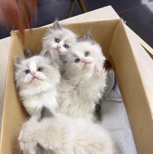 2个月的布偶猫成长之路（了解宠物成长规律）