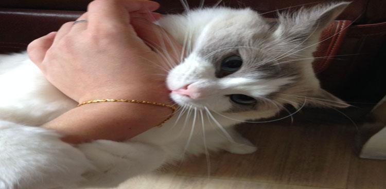 宠物养护指南，避免猫咬伤（宠物养护指南）
