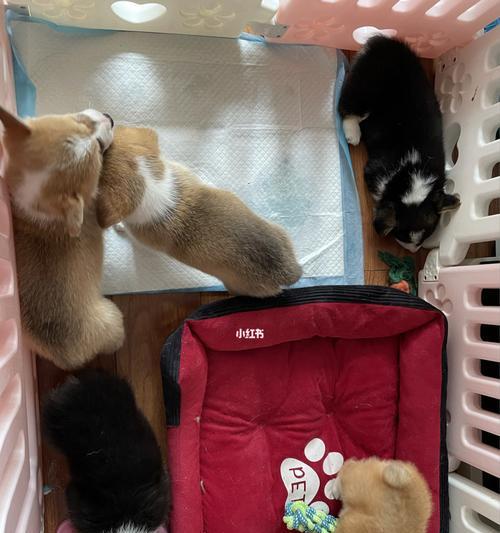小狗乱拉困扰（宠物主人必读）