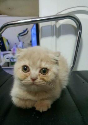 如何养护一只两个月大的折耳猫（从喂食到训练）