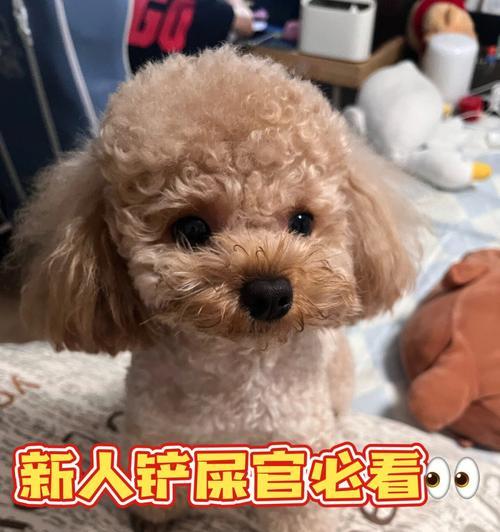 狗狗早上呕吐的原因及治疗方法（宠物主人必读）